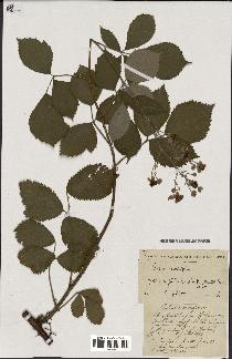 spécimen de Rubus carpinifolius