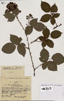 spécimen de Rubus carpinifolius