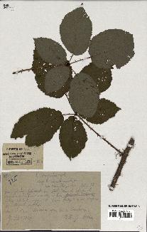 spécimen de Rubus argenteus