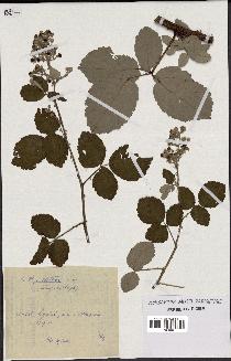 spécimen de Rubus nothus