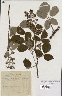 spécimen de Rubus nothus
