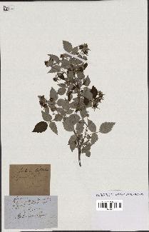 spécimen de Rubus idaeus