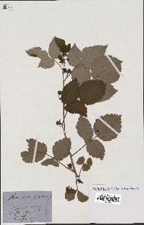 spécimen de Rubus idaeus