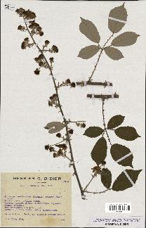 spécimen de Rubus lemaitrei