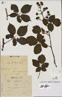 spécimen de Rubus fagicola