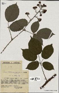 spécimen de Rubus elongatispinus