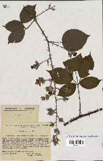 spécimen de Rubus elongatispinus