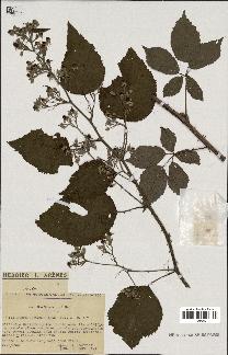 spécimen de Rubus clethrophilus