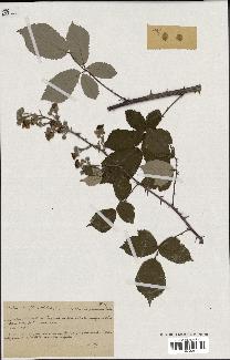 spécimen de Rubus ulmifolius