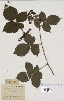 spécimen de Rubus cuspidatus