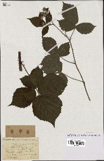 spécimen de Rubus cuspidatus