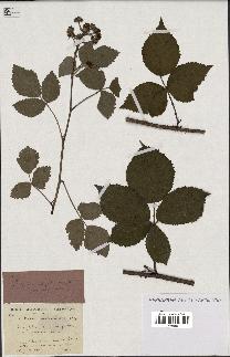 spécimen de Rubus cuspidatus