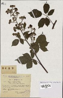 spécimen de Rubus ulmifolius