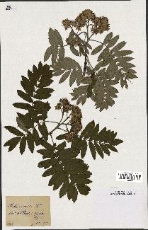 spécimen de Sorbus domestica