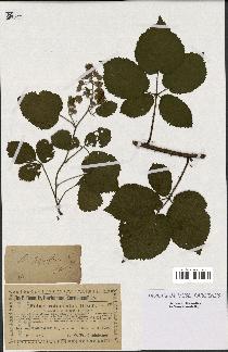 spécimen de Rubus thyrsiflorus