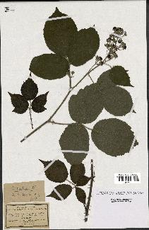 spécimen de Rubus pallidus