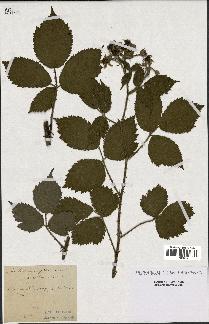 spécimen de Rubus multifidus