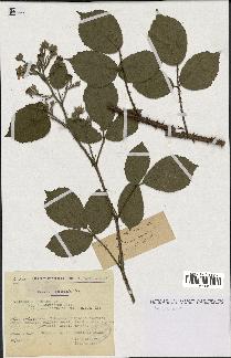 spécimen de Rubus koehleri