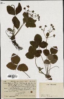 spécimen de Fragaria elatior