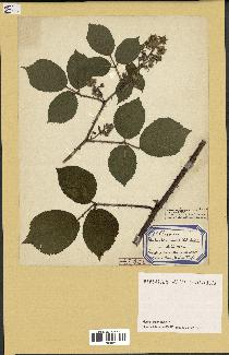 spécimen de Rubus tereticaulis