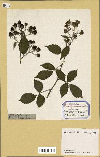 spécimen de Rubus silvaticus