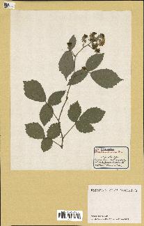 spécimen de Rubus silvaticus