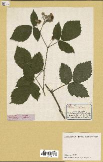 spécimen de Rubus silvaticus