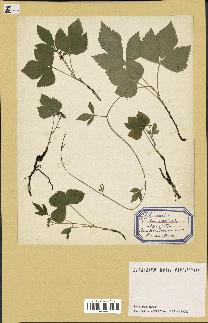 spécimen de Rubus saxatilis