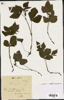 spécimen de Rubus saxatilis