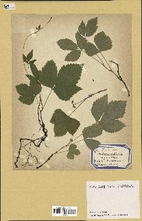 spécimen de Rubus saxatilis