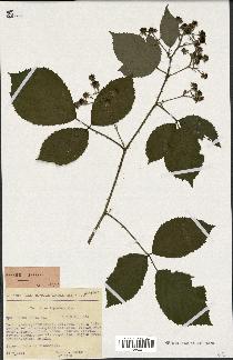 spécimen de Rubus rudis