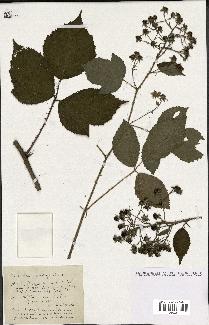 spécimen de Rubus rudis