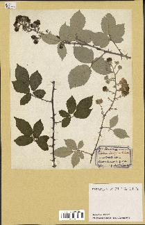 spécimen de Rubus ulmifolius