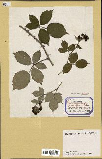 spécimen de Rubus ulmifolius