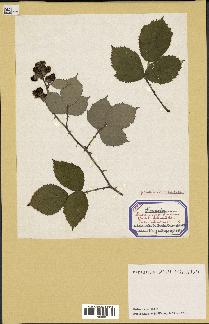 spécimen de Rubus ulmifolius