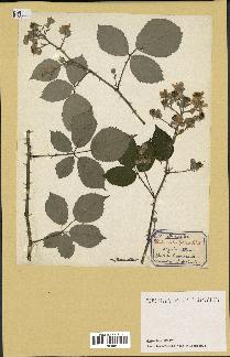 spécimen de Rubus ulmifolius