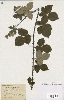 spécimen de Rubus tomentosus