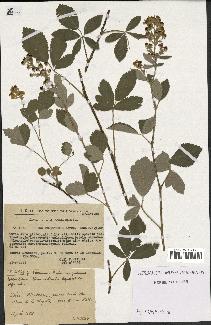 spécimen de Rubus tomentosus