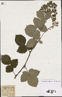 spécimen de Rubus tomentosus