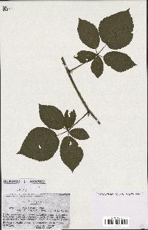 spécimen de Rubus vallisparsus