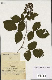 spécimen de Rubus vallisparsus