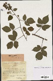 spécimen de Rubus vallisparsus