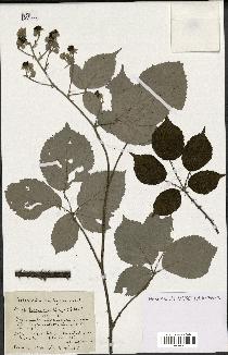 spécimen de Rubus cuspidiferus