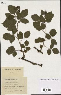 spécimen de Rubus glandulosus