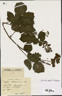 spécimen de Rubus dalmaticus