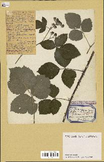 spécimen de Rubus caesius x ulmifolius