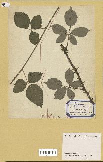 spécimen de Rubus caesius x ulmifolius