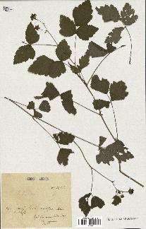 spécimen de Rubus caesius