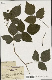 spécimen de Rubus caesius