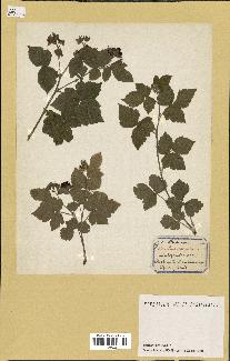 spécimen de Rubus caesius